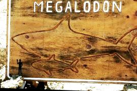 Зубы мегалодона и скелеты древних животных выставили в чилийской пустыне