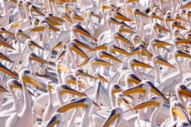 В Израиле устраивают рыбные пиры для пеликанов