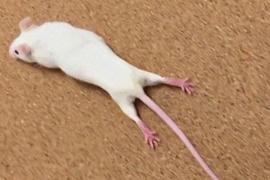 Учёные вылечили от паралича мышь и теперь переходят к испытаниям на людях