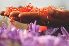 Цветущий шафран украсил поля на севере Индии