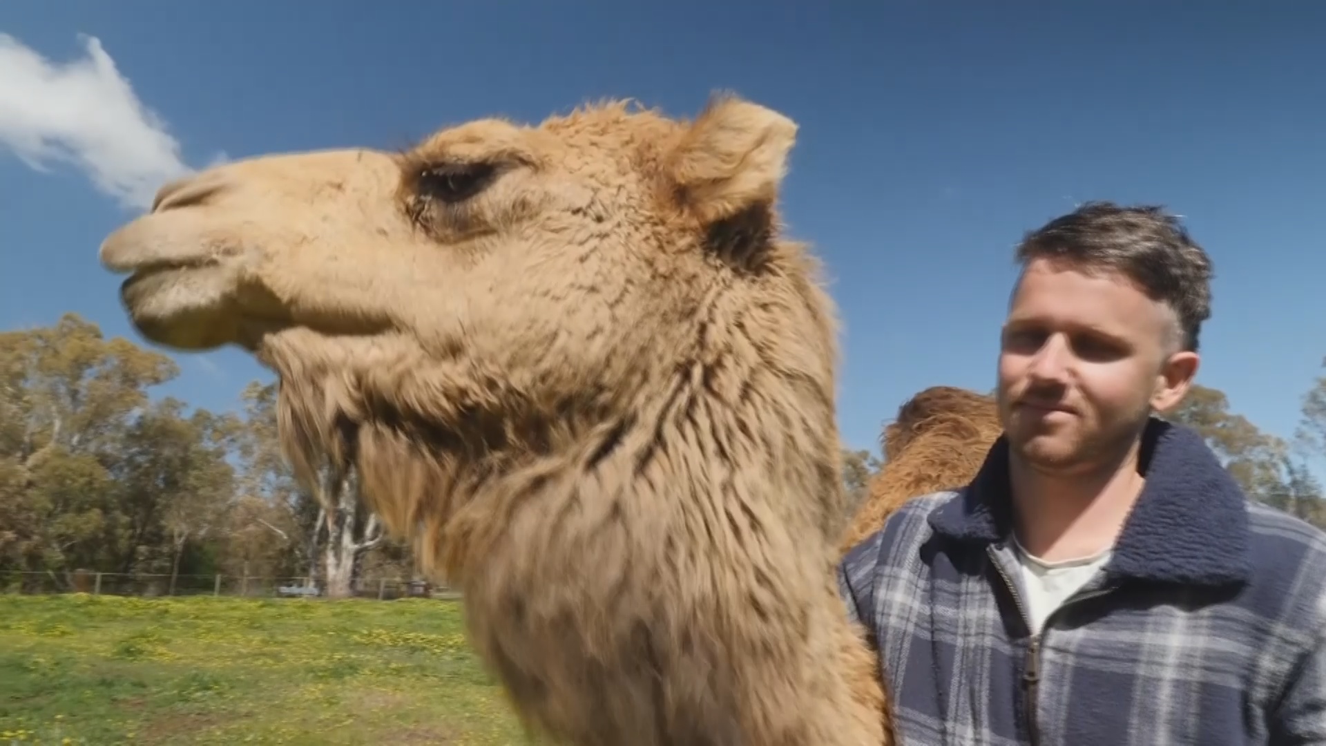 Австралиец ищет новых хозяев ненужным верблюдам