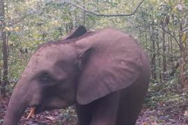 Последний оплот африканского лесного слона