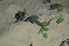 На побережье Сенегала снова вернулись вымирающие черепахи