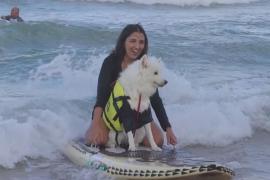 Состязания собак-сёрферов прошли в Бразилии