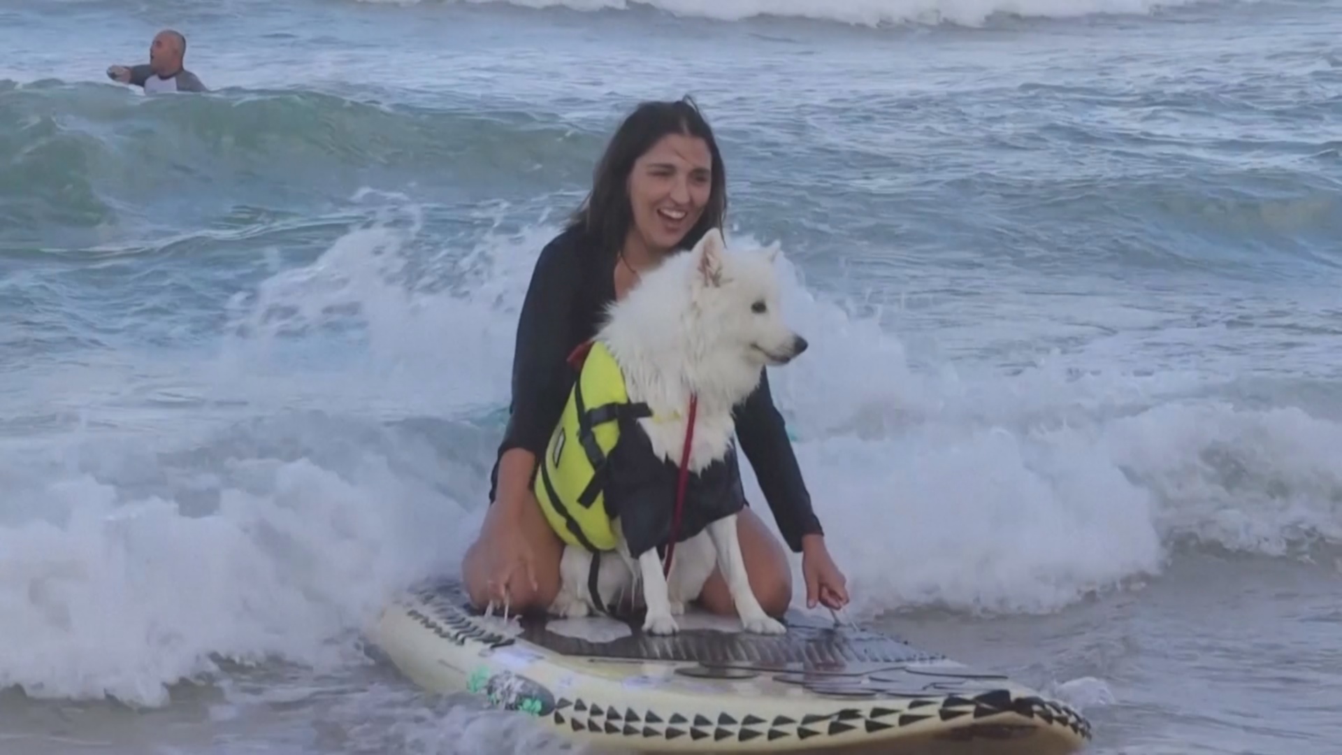 Состязания собак-сёрферов прошли в Бразилии