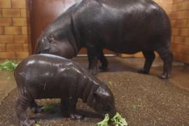 Детёныша карликового бегемота показали в зоопарке во Франции