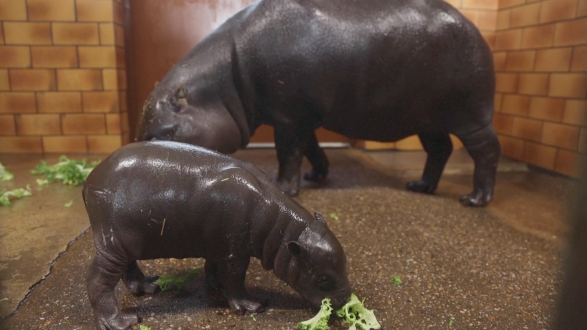 Детёныша карликового бегемота показали в зоопарке во Франции
