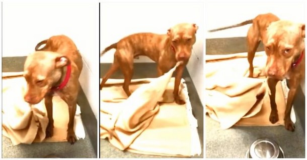 Видео с бездомной собакой и одеялом посмотрели более 2,5 млн раз