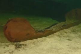 Древнее каноэ пролежало в воде более 1000 лет