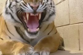 Тигрица не пускает ветеринаров к детёнышам