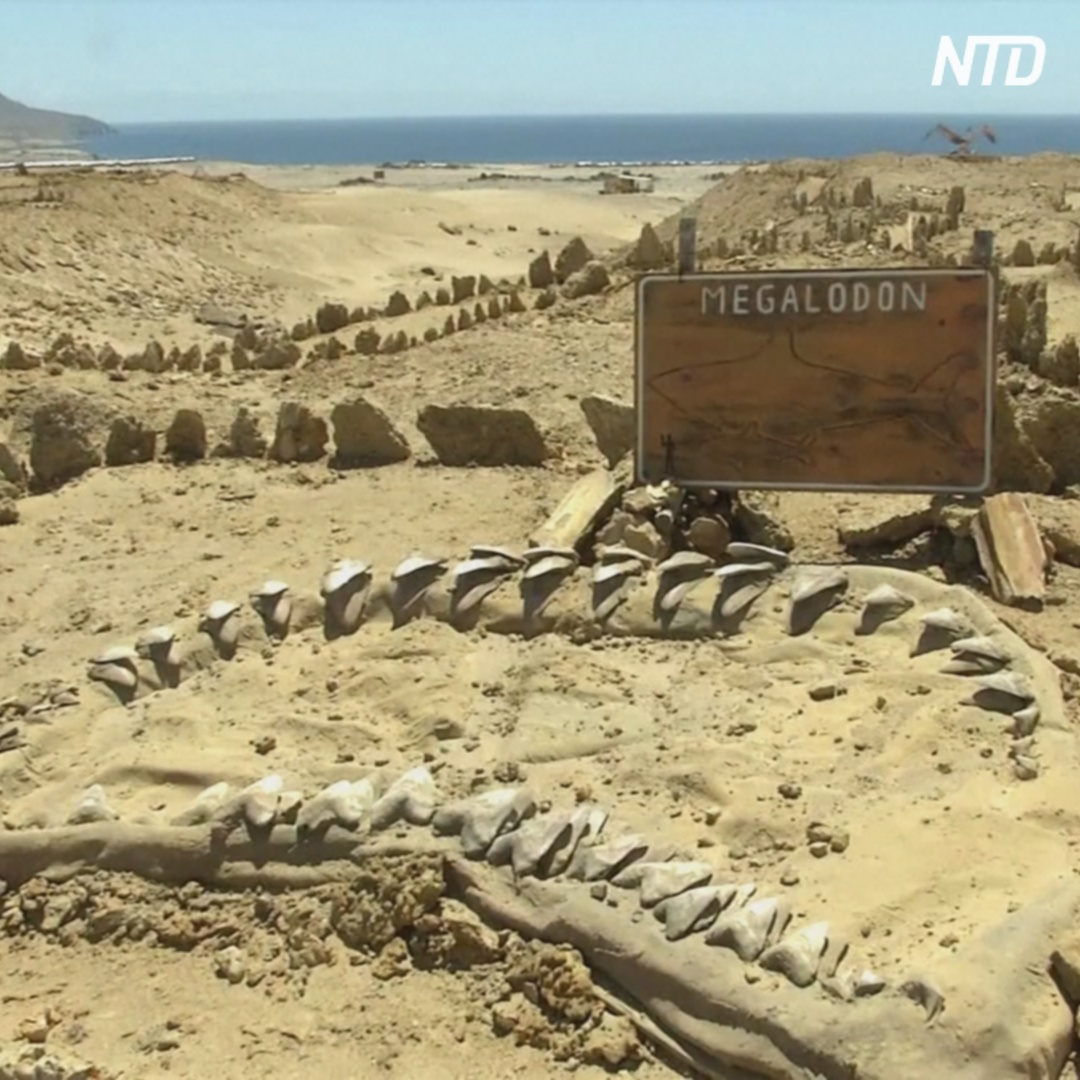 Пасть гигантской акулы показали в чилийской пустыне
