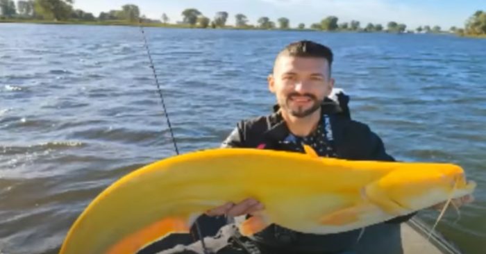 Немецкий рыбак поймал жёлтого сома