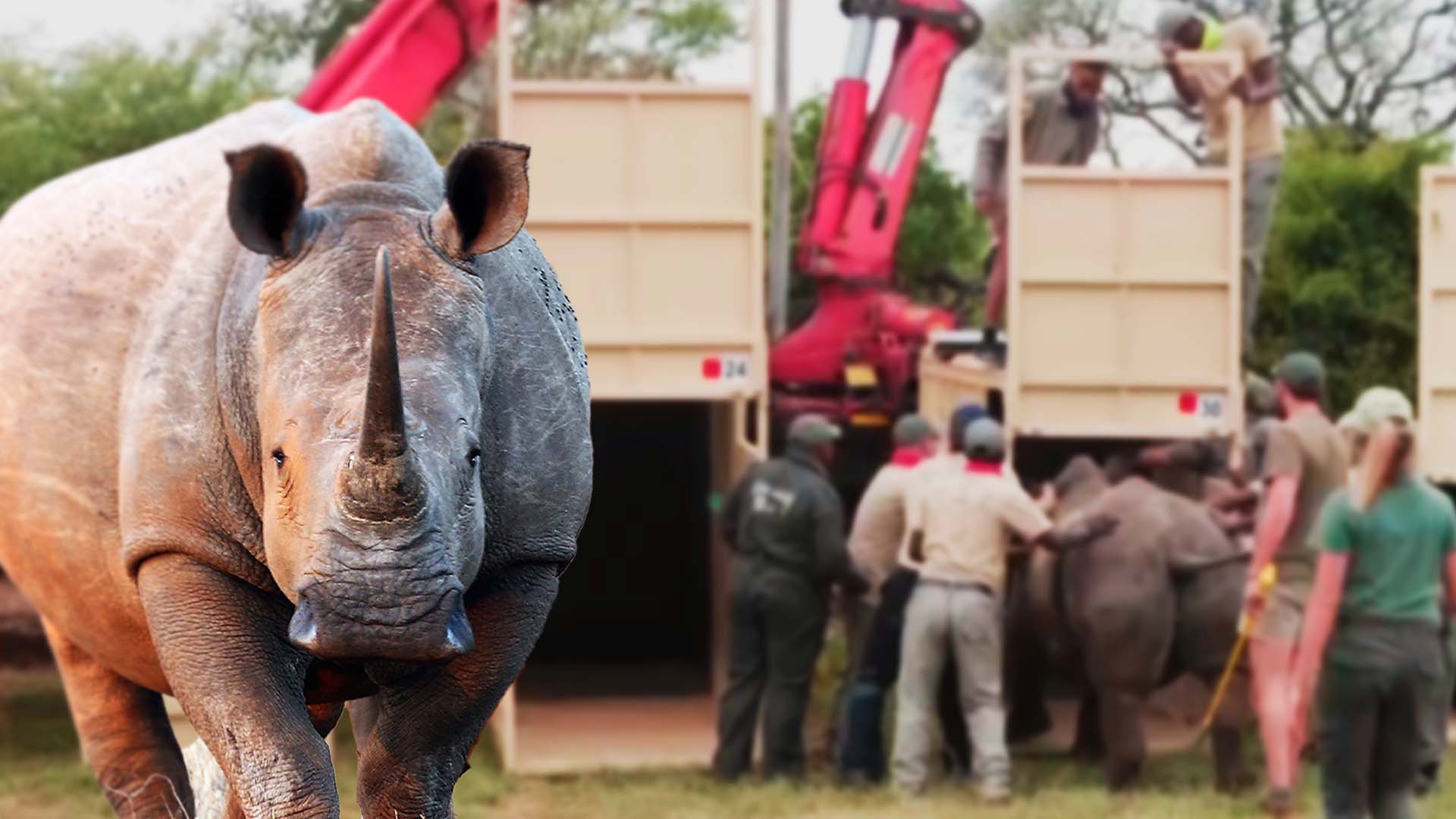 Сразу 30 белых носорогов перевезли из ЮАР в Руанду