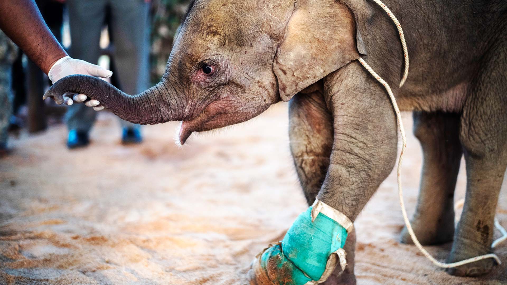 Слонёнка, спасённого из ловушки охотника, лечат в Таиланде