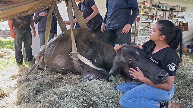 Фермер бросил сотни буйволов без еды на верную смерть