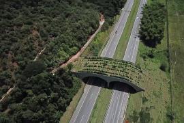 В Бразили построили мост для редких обезьян