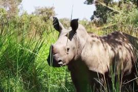 В Уганде надеются восстановить популяцию носорогов