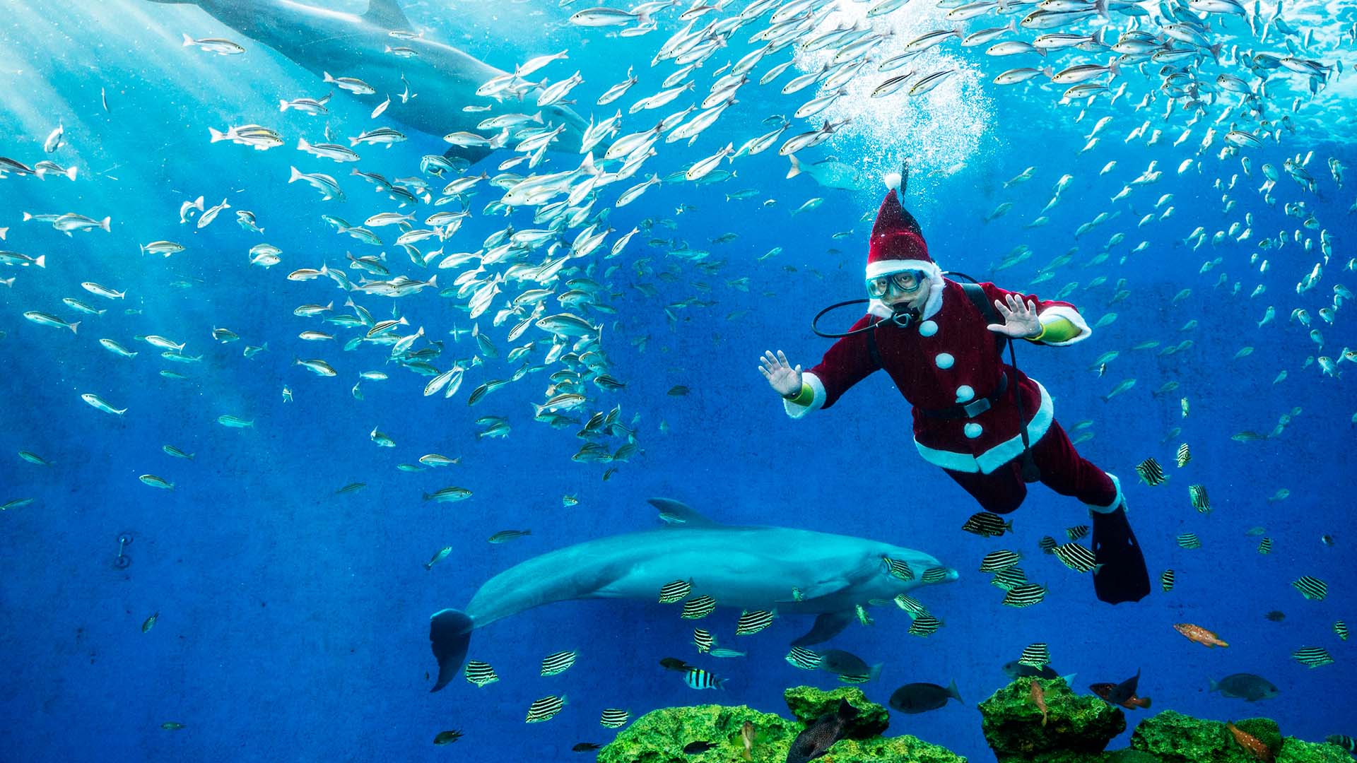 Санта-Клаус поздравил детей в Гватемале и поплавал с акулой на Мальте