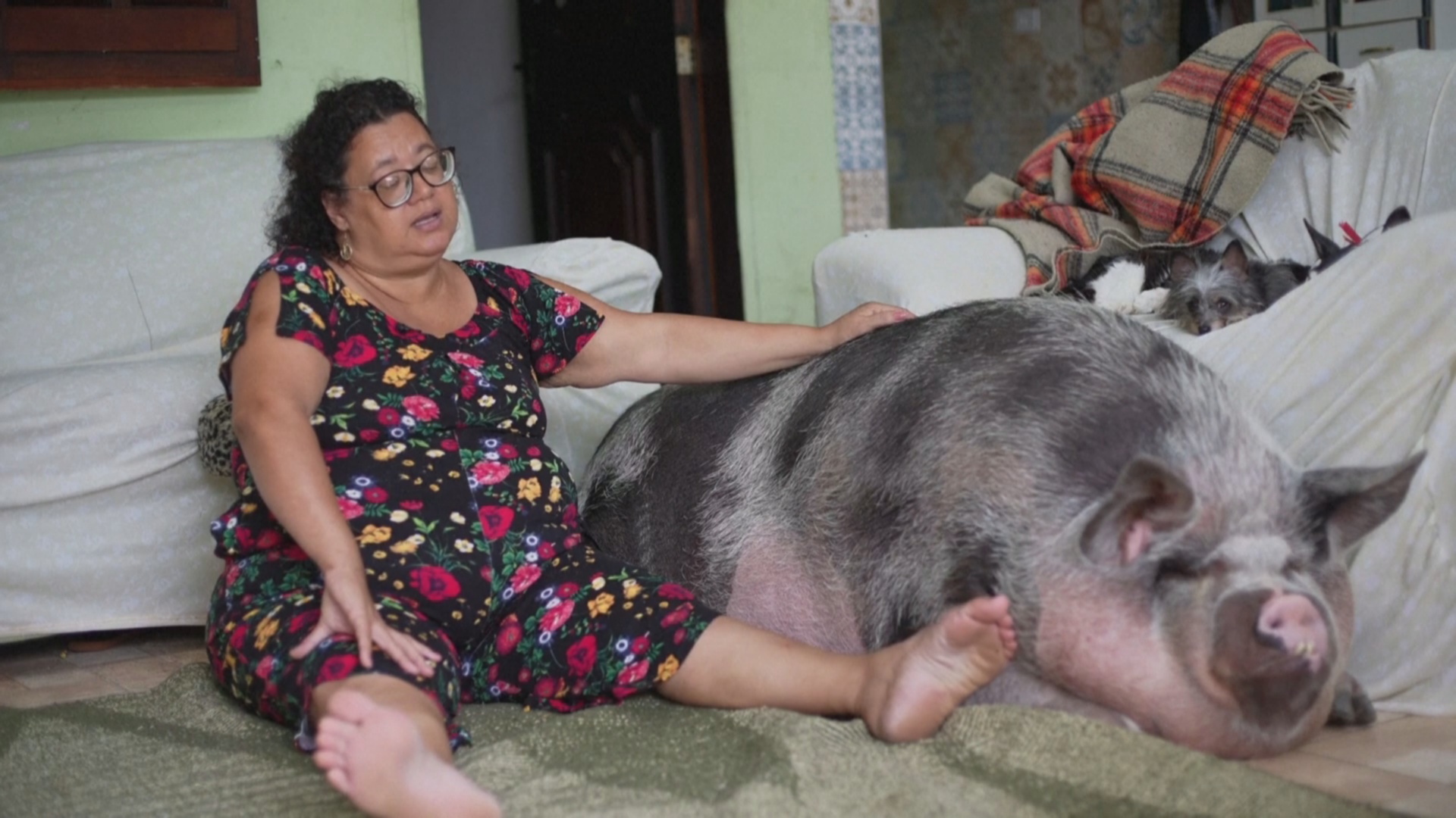 Женщина купила карликовую свинью, а она уже весит 250 кг