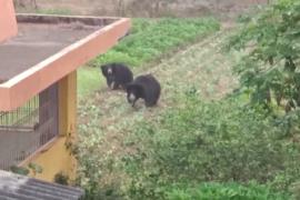 В Индии лесничие спасают трёх медведей-губачей