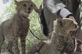 Как непризнанное государство Сомалиленд спасает гепардов