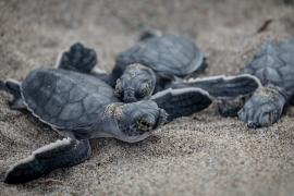 Миллион черепах выпустили в реку на границе Боливии и Бразилии