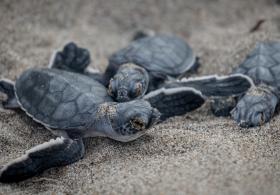 Миллион черепах выпустили в реку на границе Боливии и Бразилии