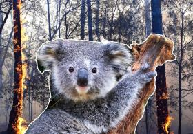В Австралии готовятся защищать коал от лесных пожаров