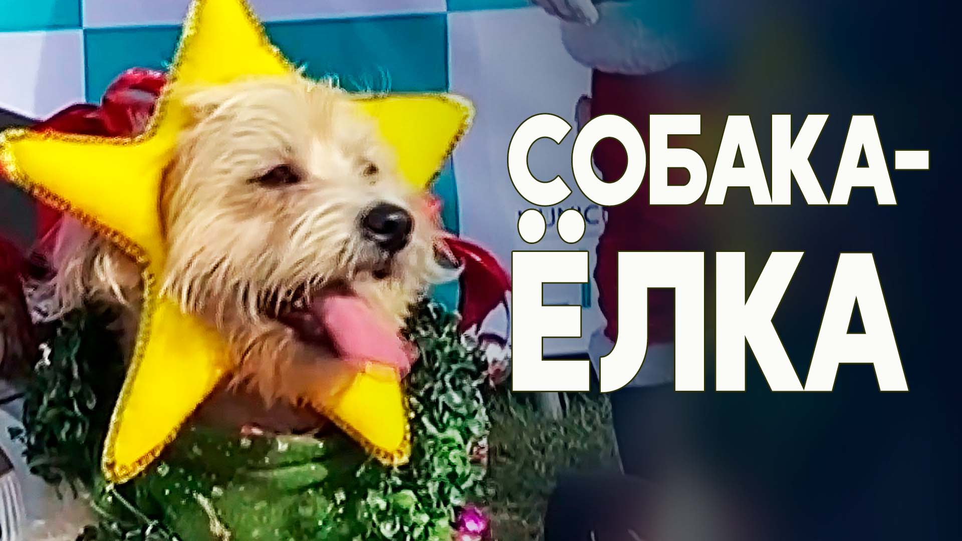 Лучший рождественский наряд: конкурс для собак устроили в Перу