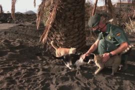 Полиция кормит потерянных кошек на острове Пальма