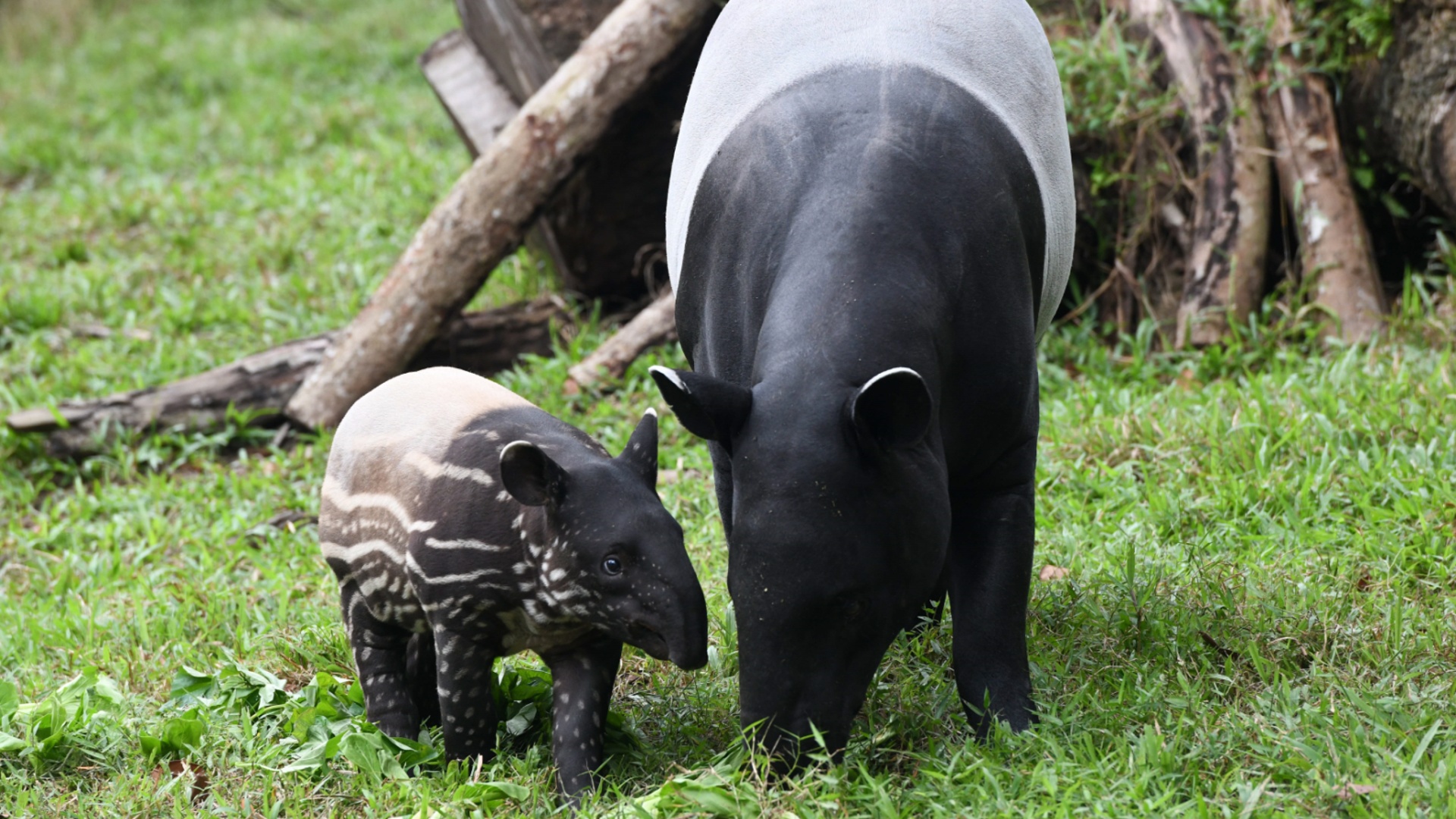 В Антверпенском зоопарке родился редкий тапир