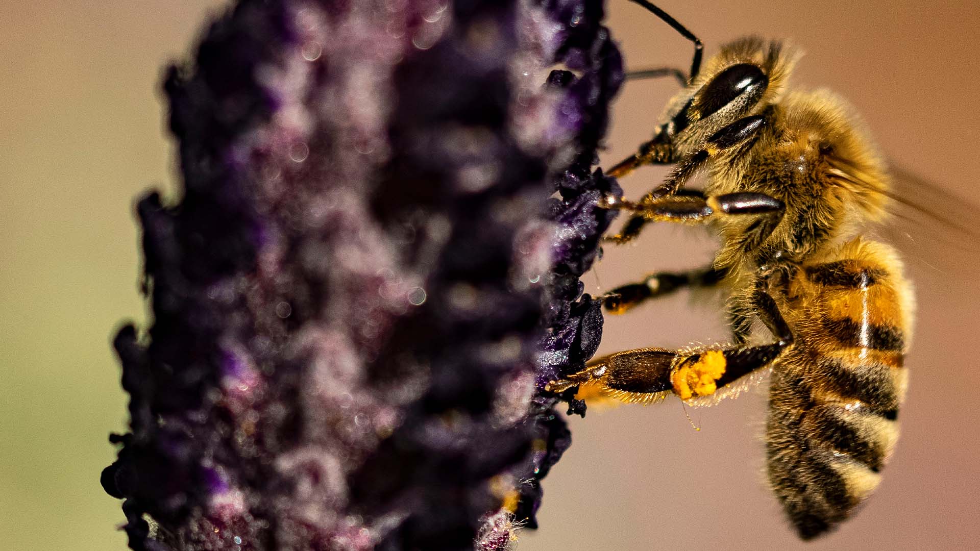 В Австралии пчеловоды-любители помогают возродить популяцию пчёл