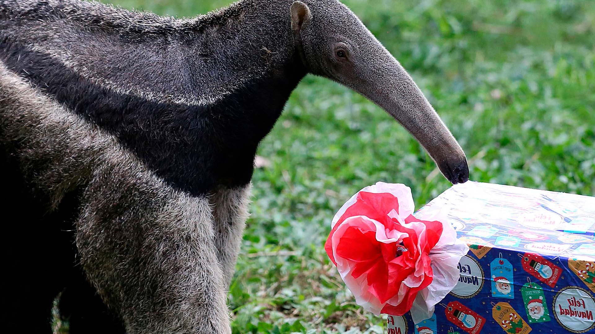 Рождественские угощения подготовили для питомцев зоопарка в Колумбии