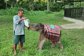 Как в Индии слонят спасают от холодов