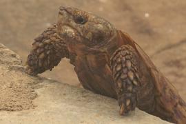 Редкая черепаха с эластичным панцирем оказалась на грани вымирания