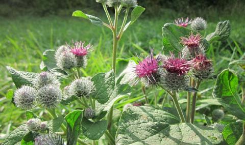 Лопух: полезные свойства