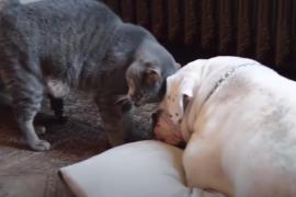 Кот пытается разбудить пса. Трогательное видео