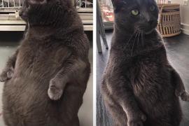 Коту, который любит стоять, как человек, пришлось похудеть