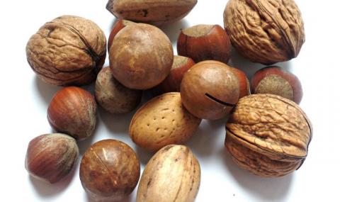 Орехи: полезно и вкусно (рецепт печенья)