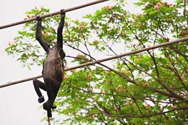 Рост городов толкает ревунов на электропровода