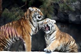 В зоопарке в Южной Корее хвастаются сразу пятью амурскими тигрятами
