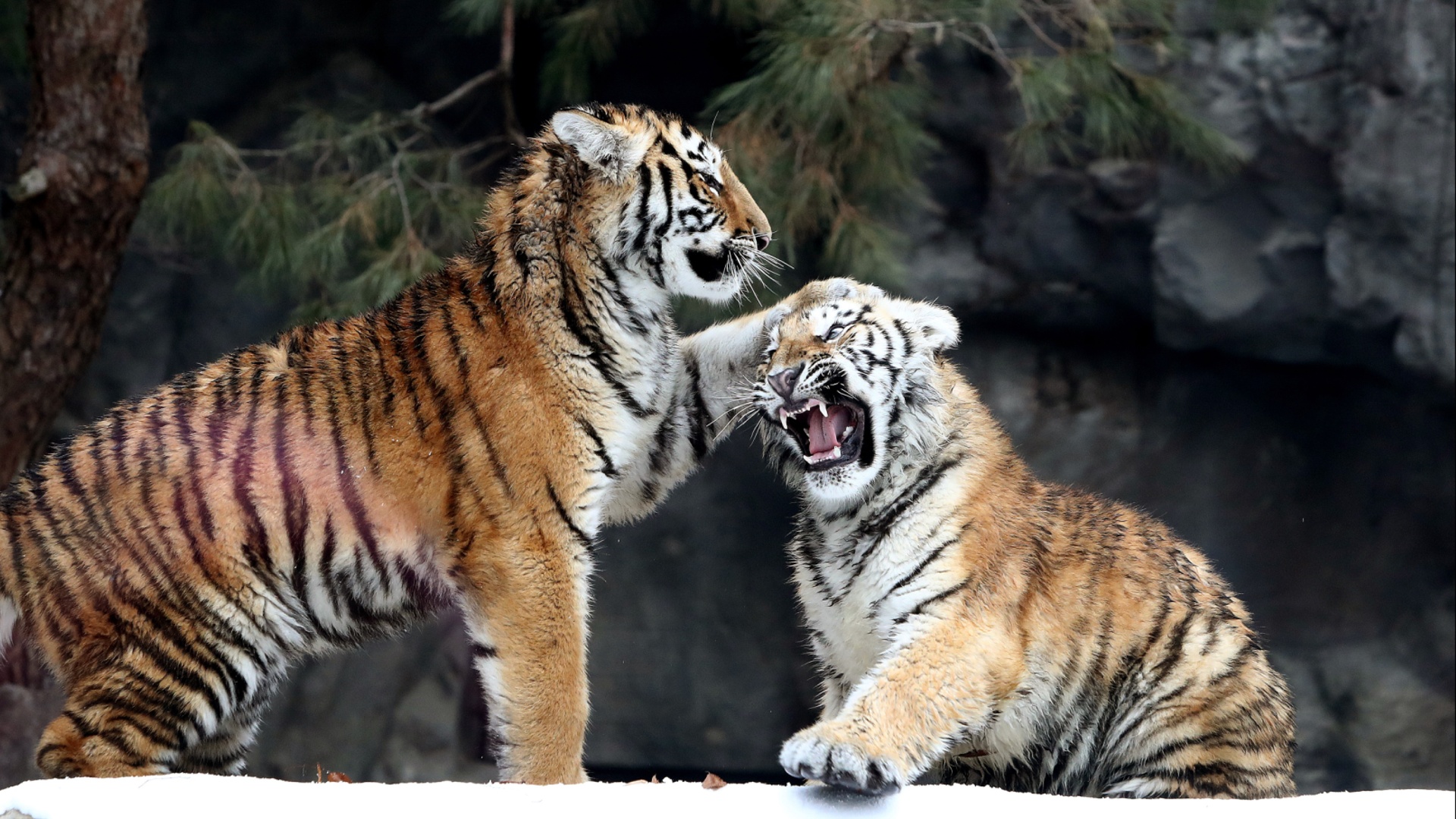 В зоопарке в Южной Корее хвастаются сразу пятью амурскими тигрятами