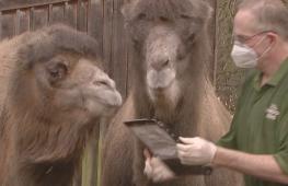 От тигров до муравьёв: в Лондонском зоопарке пересчитывают животных