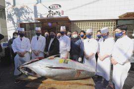 Аукцион голубого тунца: цены падают третий год подряд