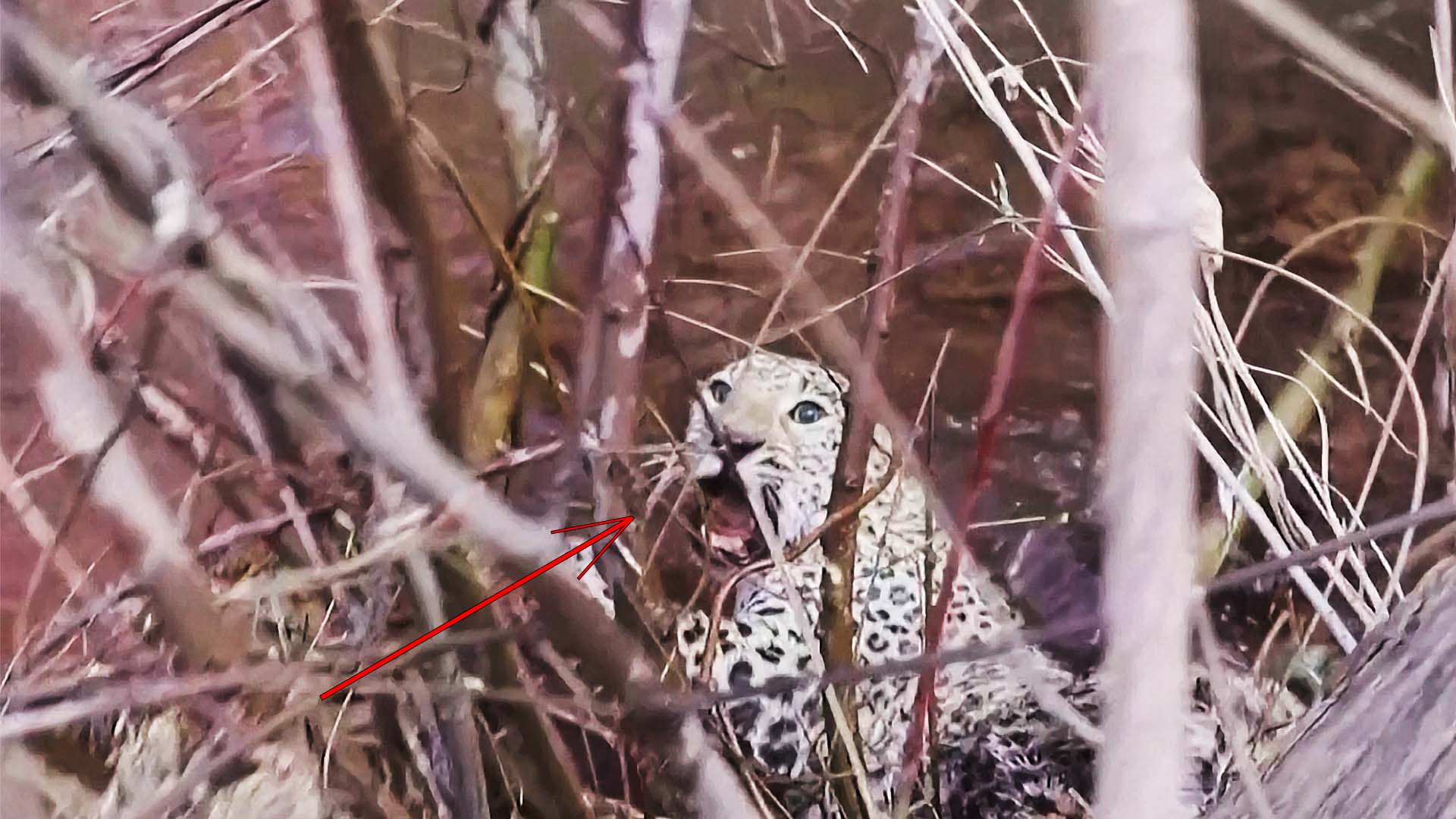 В Ираке спасли редкого леопарда, попавшего в капкан