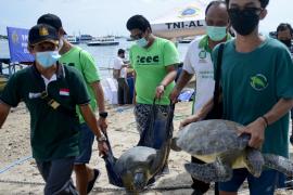 На Бали выпустили в океан 33 редких черепахи, спасённых от браконьеров