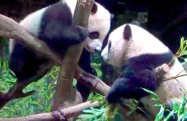 Панды-близнецы дебютируют в зоопарке «Уэно» в Токио