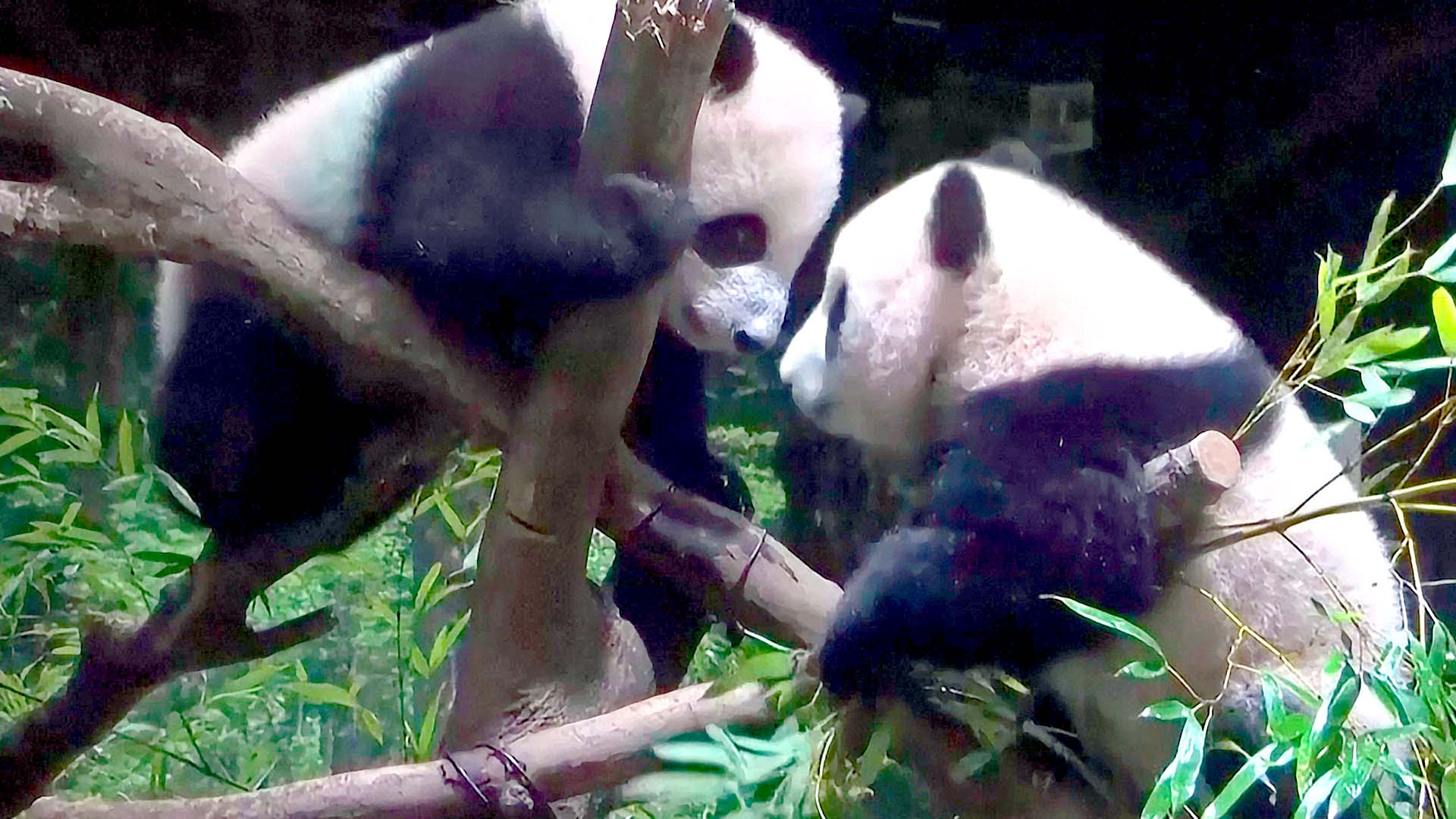 Панды-близнецы дебютируют в зоопарке «Уэно» в Токио