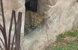 Зоопарк в Перу приветствует двух леопардов из Мексики