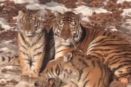 Сафари-парк в Приморском крае вступит в год Тигра с двумя амурскими тигрятами